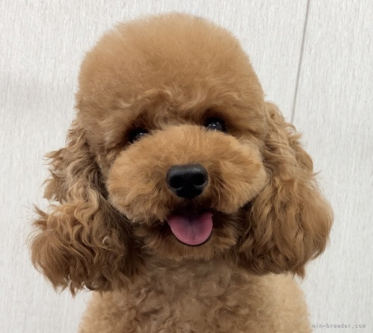 トイプードル(トイ)【・女の子・2023年9月9日・レッド】