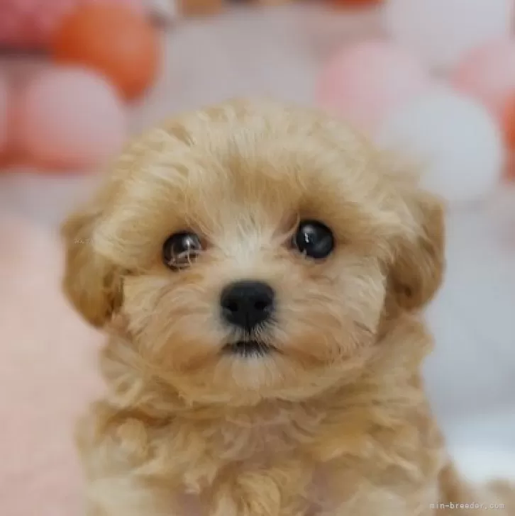 ID：2407-03123の子犬