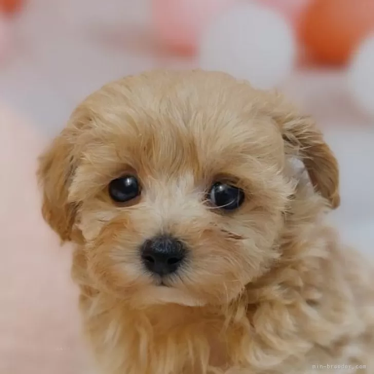 ID：2407-03121の子犬