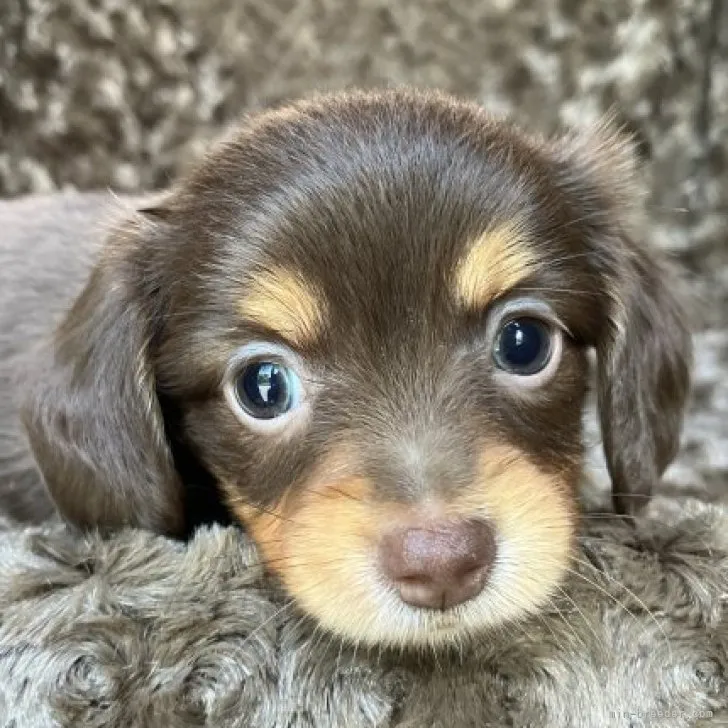 ID：2305-05660の子犬