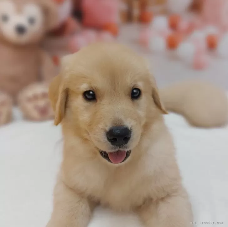 ID：2406-02505の子犬