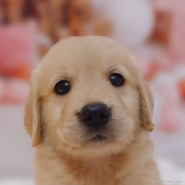 ID：2408-01855の子犬