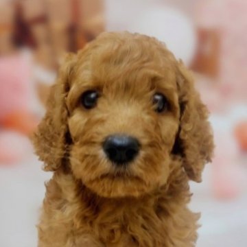 スタンダードプードル【千葉県・男の子・2024年7月11日・レッド】の写真「甘えん坊さんの可愛い男の子です☺️✨」