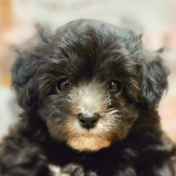 マルプー(マルチーズ×トイプードル)【千葉県・男の子・2024年8月27日・ブラック】の写真「愛らしいお目目の可愛いマルプーちゃんです☺️」