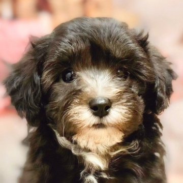 マルプー(マルチーズ×トイプードル)【千葉県・男の子・2024年8月27日・シルバー】の写真「愛らしいお目目の可愛いマルプーちゃんです☺️」