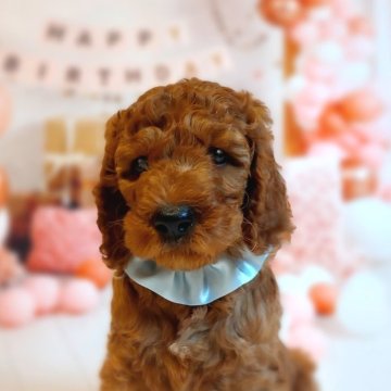 スタンダードプードル【千葉県・男の子・2024年1月1日・レッド】の写真「甘えん坊さん☺️お正月生まれです✨」