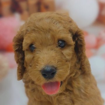 スタンダードプードル【千葉県・男の子・2024年7月11日・アプリコット】の写真「元気で可愛い男の子です☺️✨」