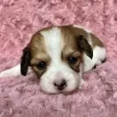 ミックス チワックス (チワワ×ダックス)【千葉県・女の子・2023年5月10日・ホワイト ブラウン】の写真1