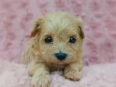 マルプー(マルチーズ×トイプードル)【千葉県・男の子・2024年5月31日・アプリコット】の写真2