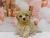 マルプー(マルチーズ×トイプードル)【千葉県・男の子・2024年5月31日・アプリコット】の写真5