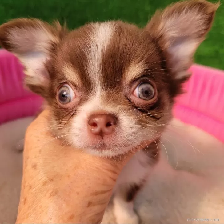 ID：2503-05270の子犬