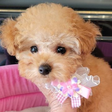 トイプードル(タイニー)【福岡県・女の子・2024年10月12日・レッド】の写真「毛量抜群♡おめ目クリの可愛い女の子です（*^^*）」