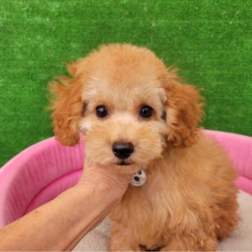 トイプードル(タイニー)【福岡県・男の子・2025年8月2日・レッド】の写真「目クリクリの可愛い男の子」