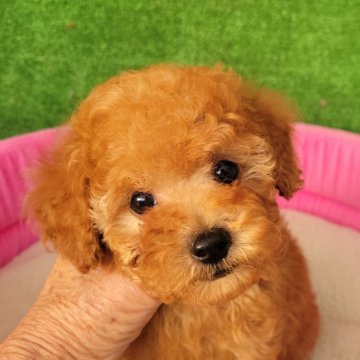 トイプードル(タイニー)【福岡県・男の子・2024年9月21日・レッド】の写真「おめ目クリクリの可愛い男の子」
