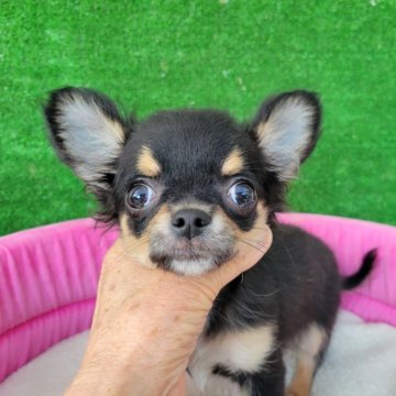 チワワ(ロング)【福岡県・男の子・2025年1月12日・フラックタン&ホワイト】の写真「目クリクリの可愛い男の子」