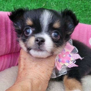 チワワ(ロング)【福岡県・女の子・2025年8月3日・トライ】の写真「人気のトライカラーでとっても可愛い女の子」