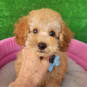 タイニープードル【福岡県・男の子・2025年8月2日・レッド】の写真「目クリクリの可愛い男の子」