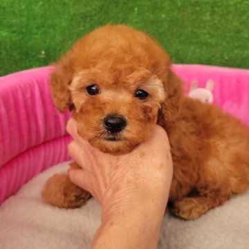 トイプードル(タイニー)【福岡県・男の子・2024年9月21日・レッド】の写真「おめ目クリクリの可愛い男の子」