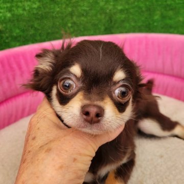 チワワ(ロング)【福岡県・男の子・2024年12月15日・チョコタン】の写真「♡おめ目クリクリの可愛い男の子の子です（*^^*）」