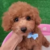 タイニープードル