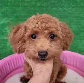 タイニープードル
