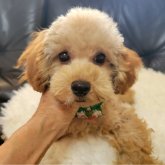 トイプードル(タイニー)