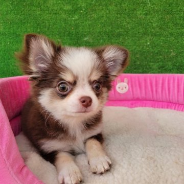 チワワ(ロング)【福岡県・女の子・2024年6月5日・チョコタン&ホワイト】の写真「お鼻の詰まったお目めくりくりの女の子です。」