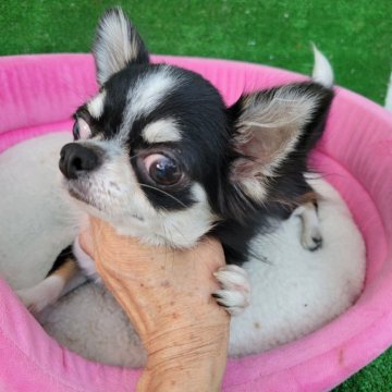 チワワ(ロング)【福岡県・男の子・2023年11月9日・ブラックタン&ホワイト】の写真「小振りで可愛い男の子」