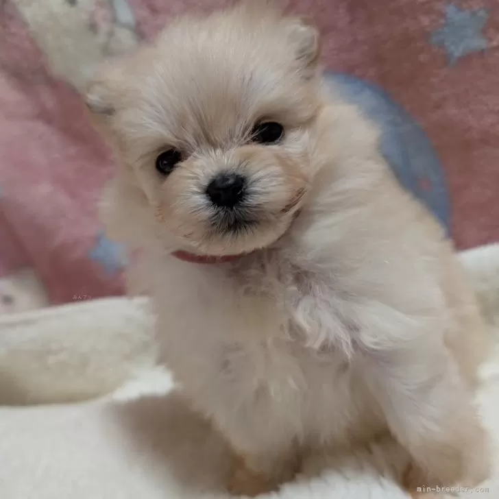 ID：2501-03583の子犬