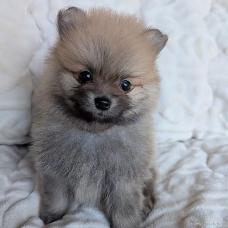 ID:2503-06348の子犬