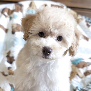 トイプードル(トイ)【熊本県・女の子・2025年8月21日・クリーム】の写真「のんぴりマイペースな女の子♡」