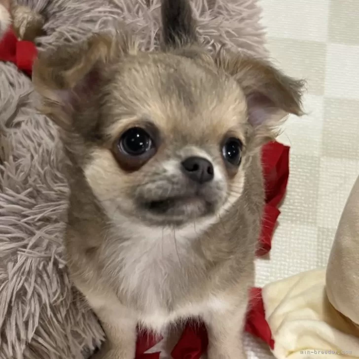 ID:2410-06458の子犬