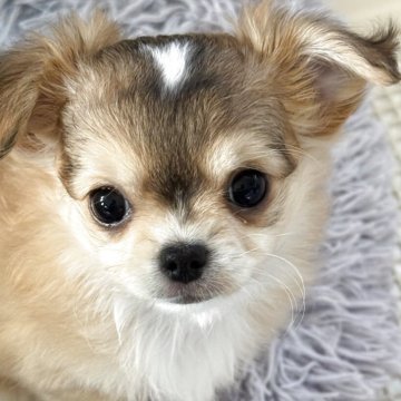 チワワ(ロング)【東京都・女の子・2025年10月3日・レッド&ホワイト】の写真「おでこにハート❤️マークの明るい甘ったれちゃん」