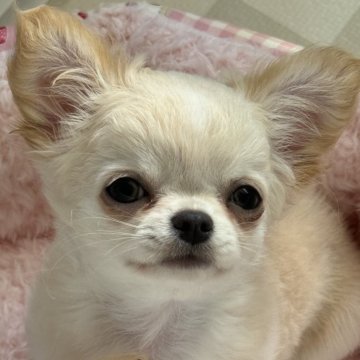 チワワ(ロング)【東京都・女の子・2024年9月5日・クリーム】の写真「明るくて可愛い女の子🩷小ぶり予想」