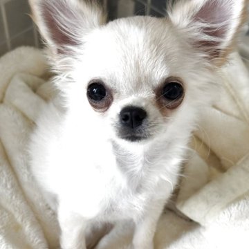 チワワ(ロング)【東京都・女の子・2025年5月29日・クリーム】の写真「小さいのに活発‼️元気🩷」