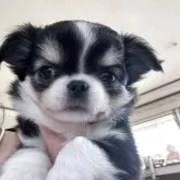 チワワ(ロング)【東京都・女の子・2025年10月13日・ブラックタンホワイト】の写真1