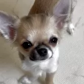 チワワ(ロング)