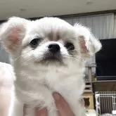 チワワ(ロング)