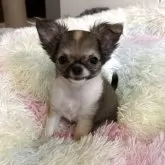 チワワ(ロング)