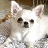 チワワ(ロング)