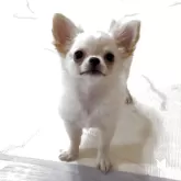 チワワ(ロング)