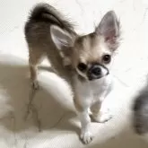 チワワ(ロング)