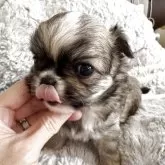 チワワ(ロング)