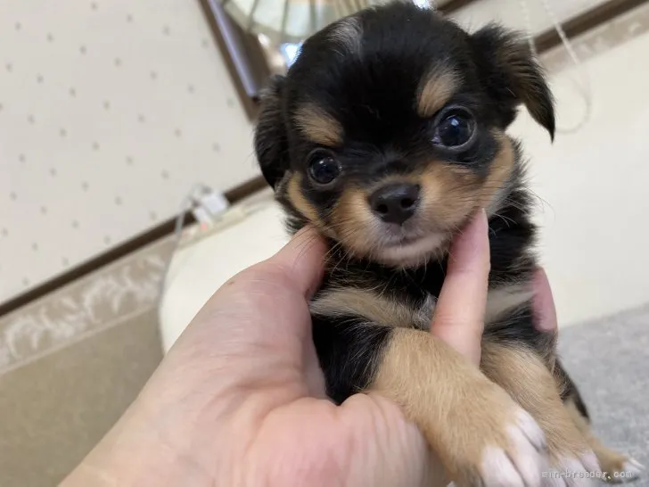 ID：2107-01158の子犬