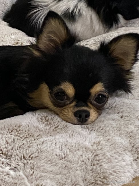 チワワ(ロング)【・女の子・2022年1月29日・ブラックタン】