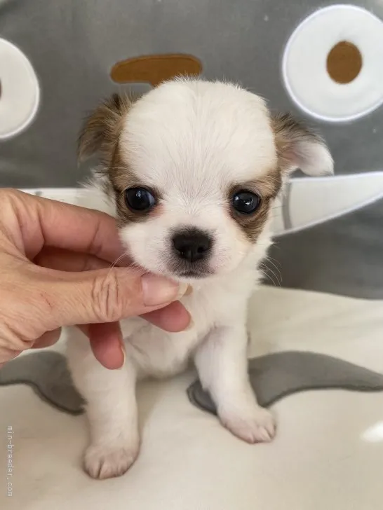ID:2112-03385の子犬