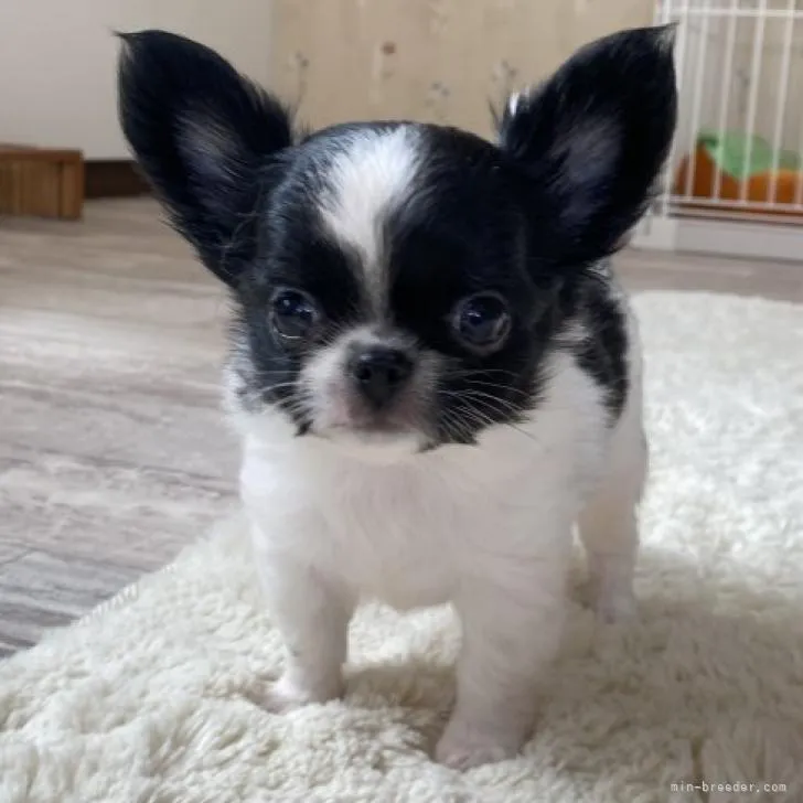 ID:2209-01524の子犬