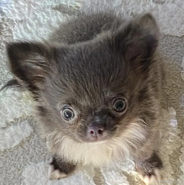 ID：2210-04758の子犬