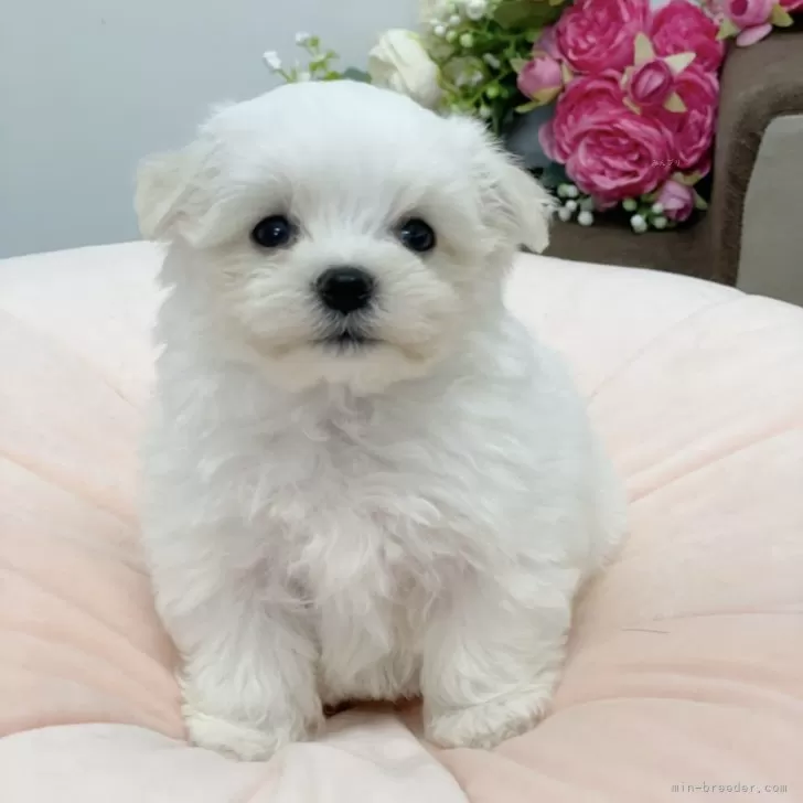 ID:2412-01007の子犬