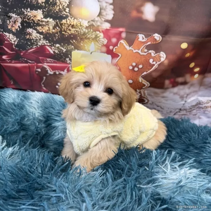 T.C 様のお迎えした子犬